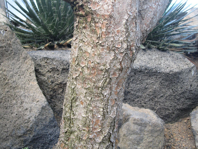 IMG_2203 (Populus tremuloides).jpg