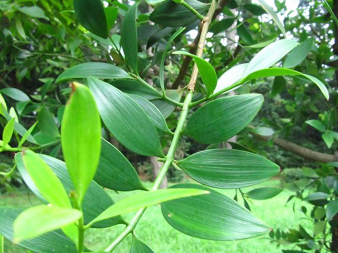 IMG_2203 (Populus tremuloides).jpg