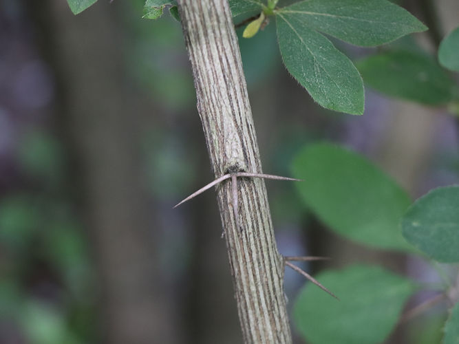 IMG_2203 (Populus tremuloides).jpg