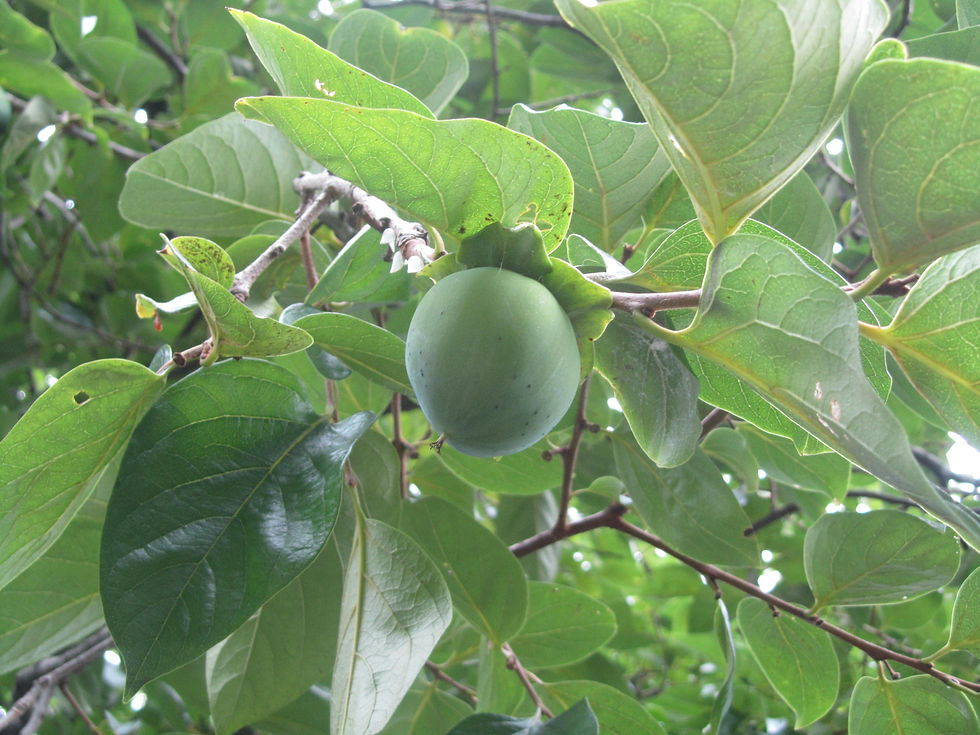 Diospyros kaki