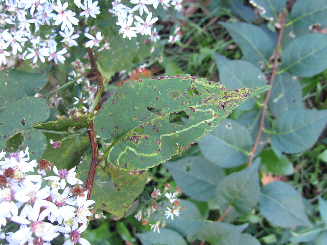 IMG_2203 (Populus tremuloides).jpg