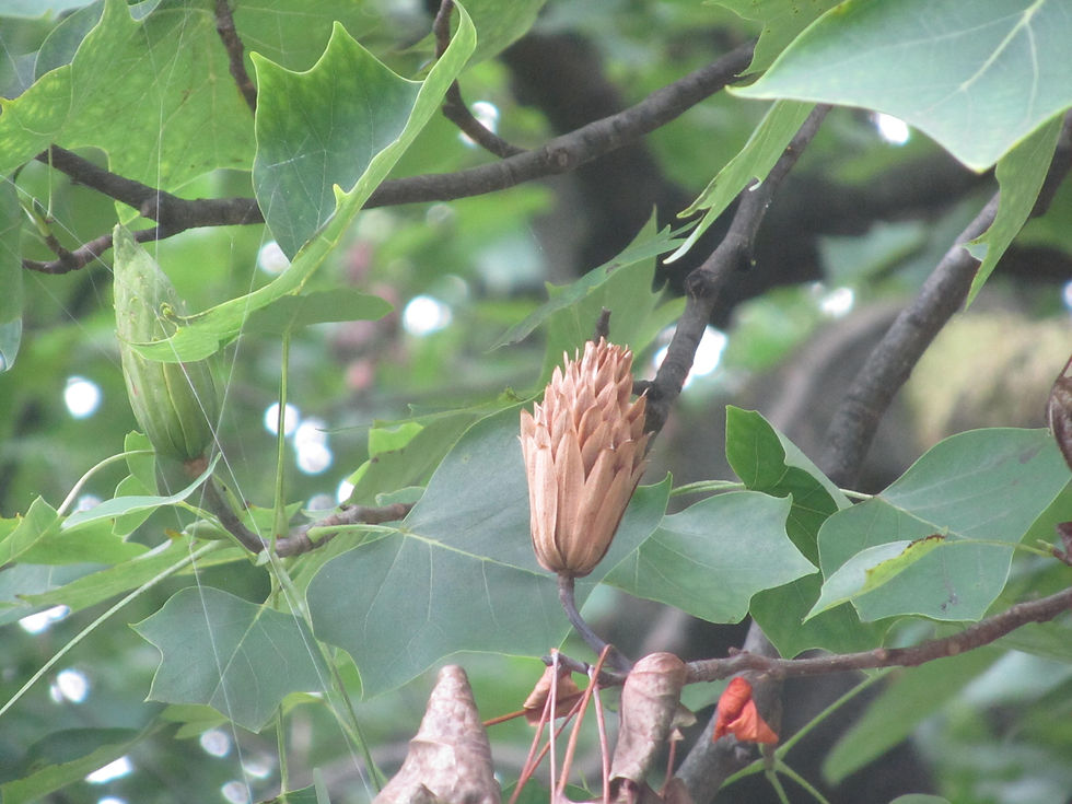 Liriodendron tulipifera