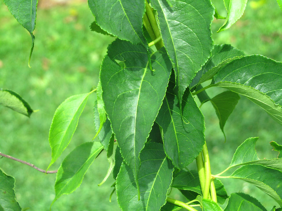 Celastrus scandens