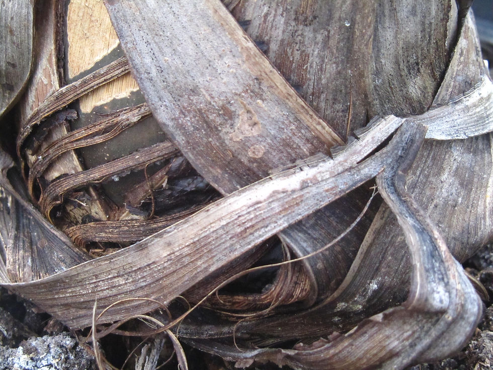 Hyophorbe verschaffeltii