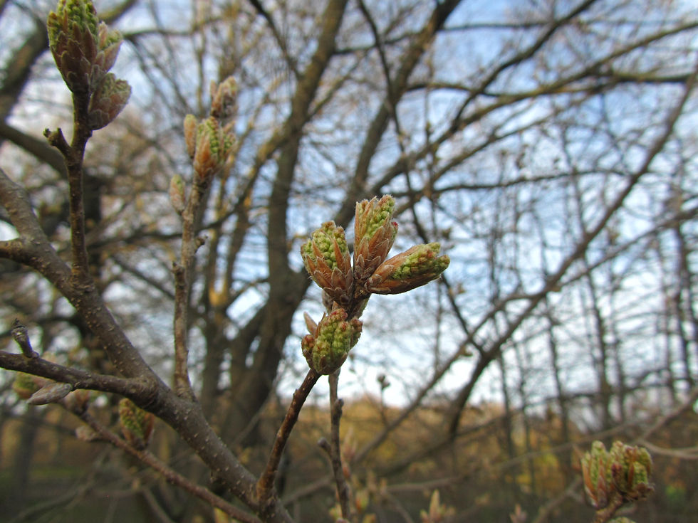 Quercus variabilis