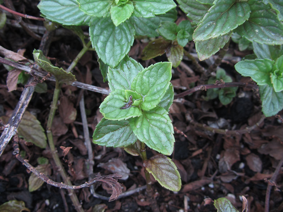Mentha x piperita