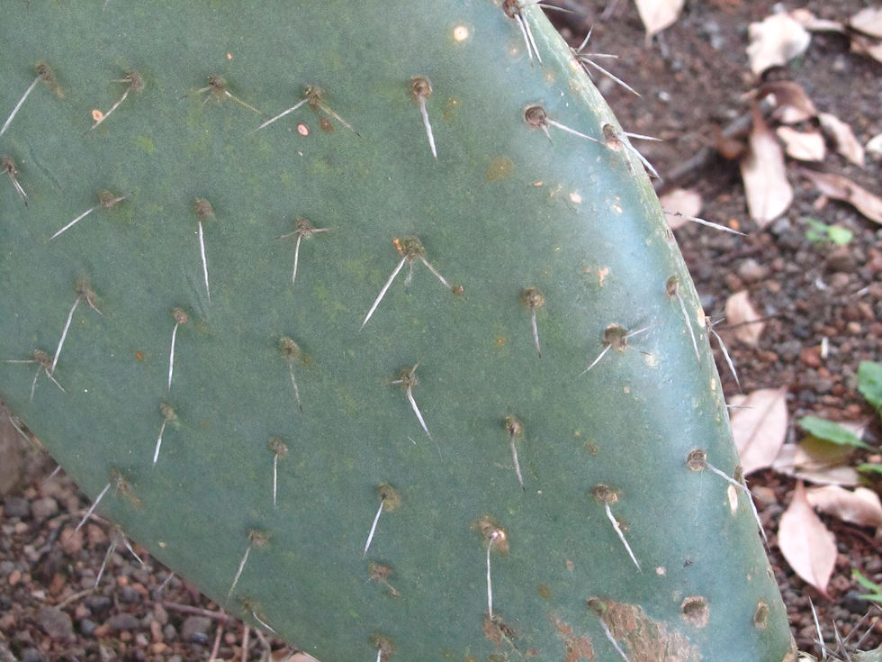Opuntia ficus-indica
