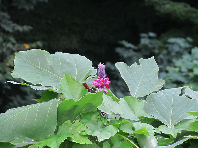 IMG_2203 (Populus tremuloides).jpg