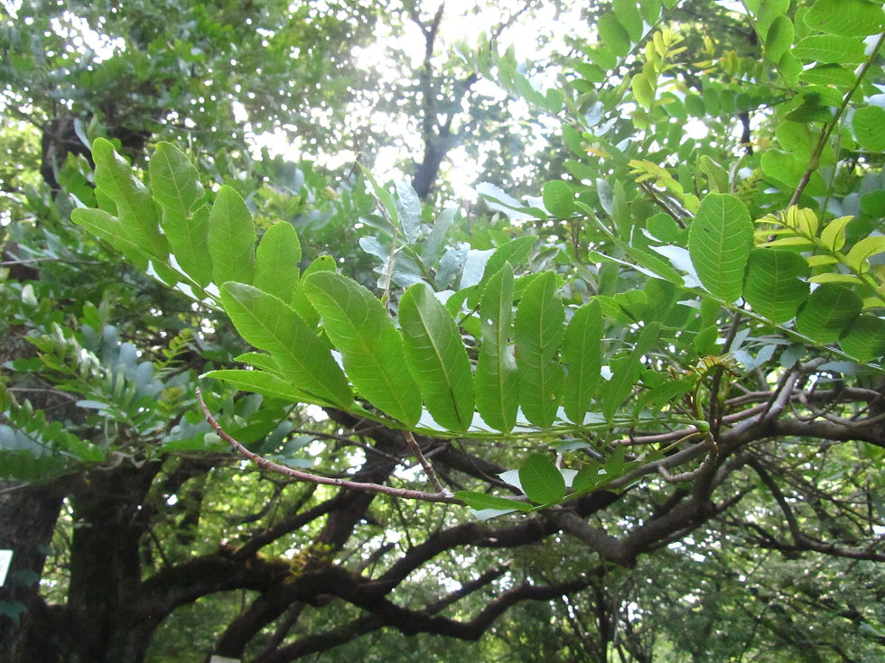 Pterocarya fraxinifolia