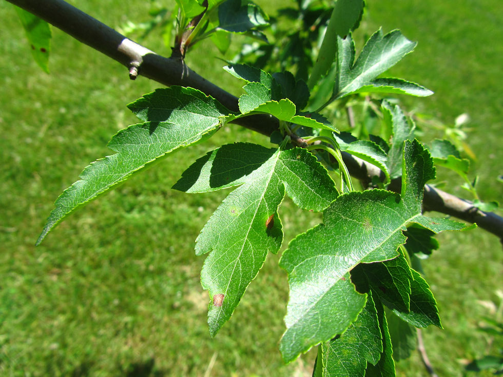 Malus toringoides