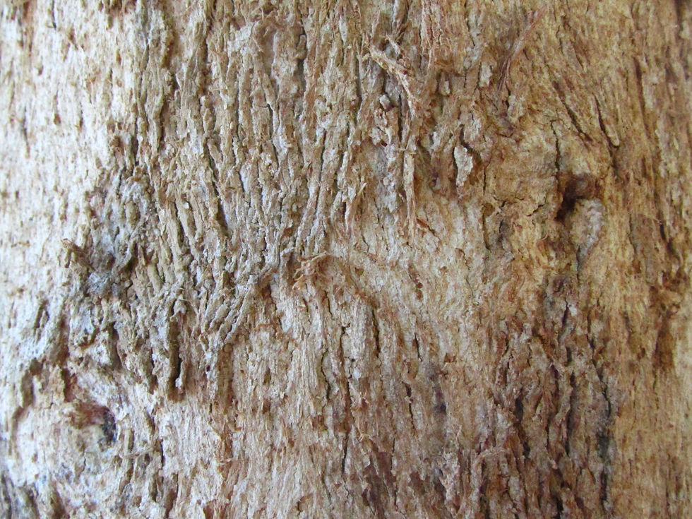 Eucalyptus polyanthemos