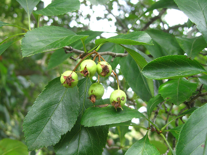 IMG_2203 (Populus tremuloides).jpg