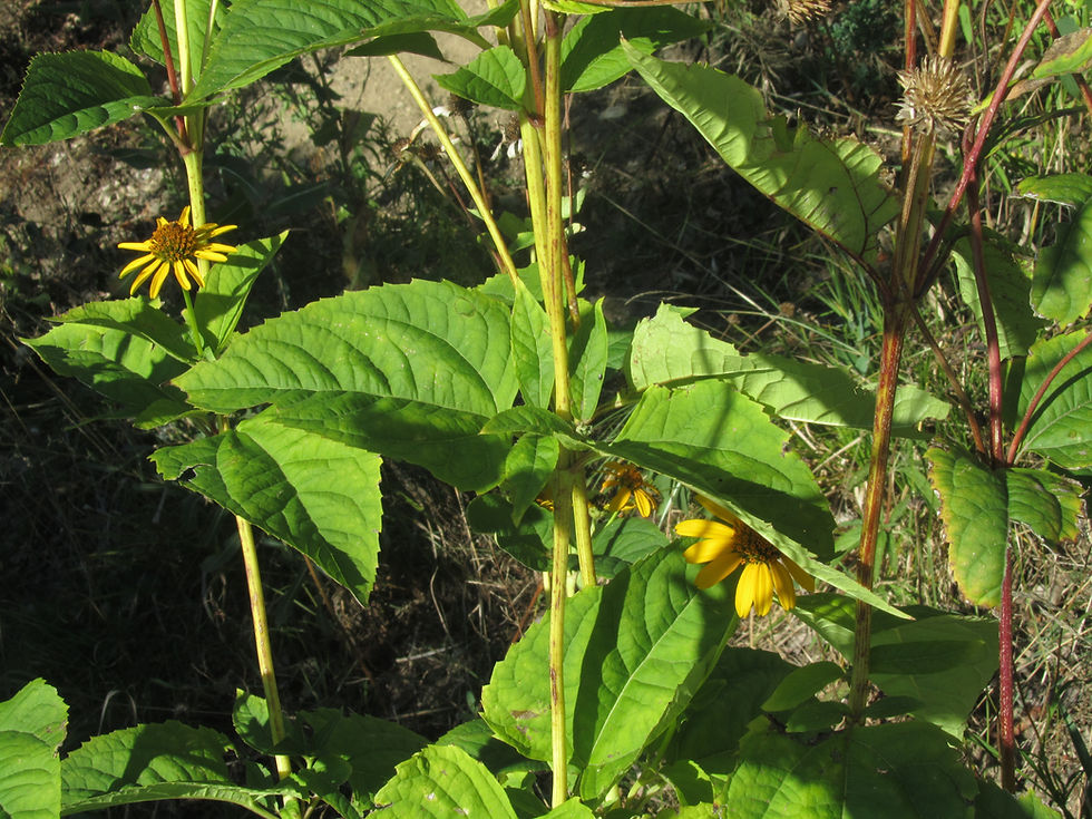 Heliopsis helianthoides