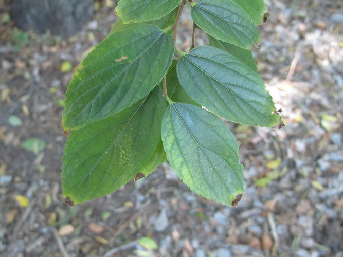 IMG_2203 (Populus tremuloides).jpg