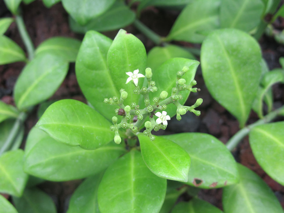 Psychotria boninensis