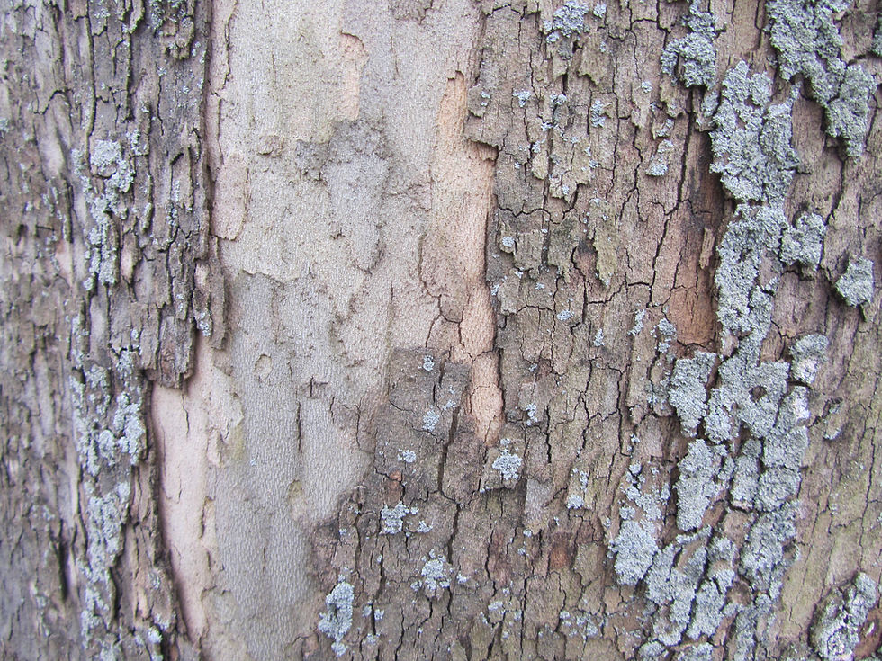 Platanus orientalis