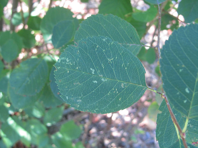 IMG_2203 (Populus tremuloides).jpg