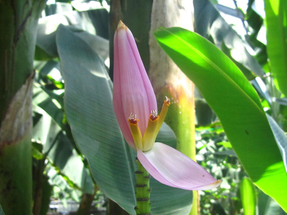 Musa ornata
