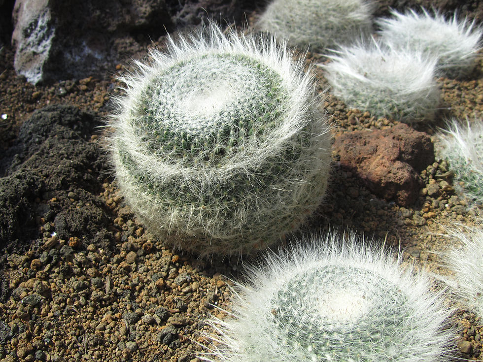 Mammillaria hahniana