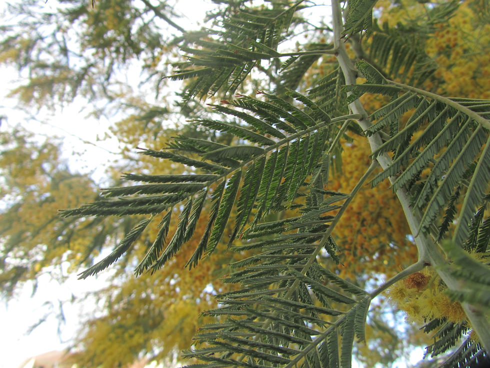 Acacia dealbata
