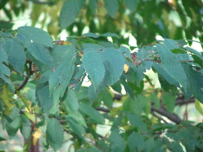 IMG_2203 (Populus tremuloides).jpg