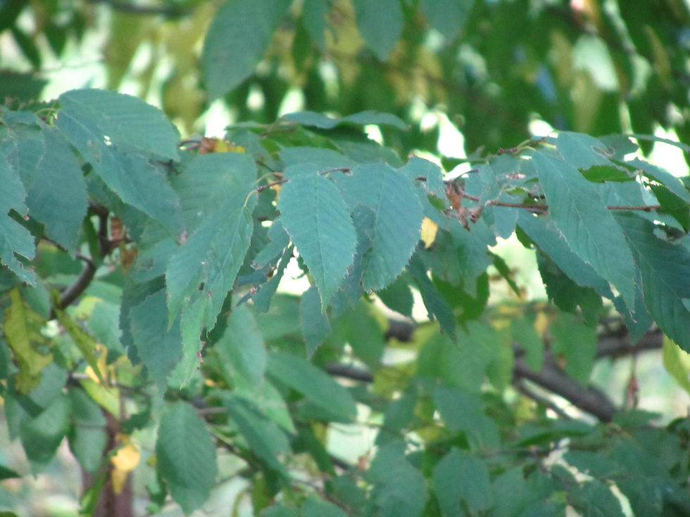 Carpinus caroliniana