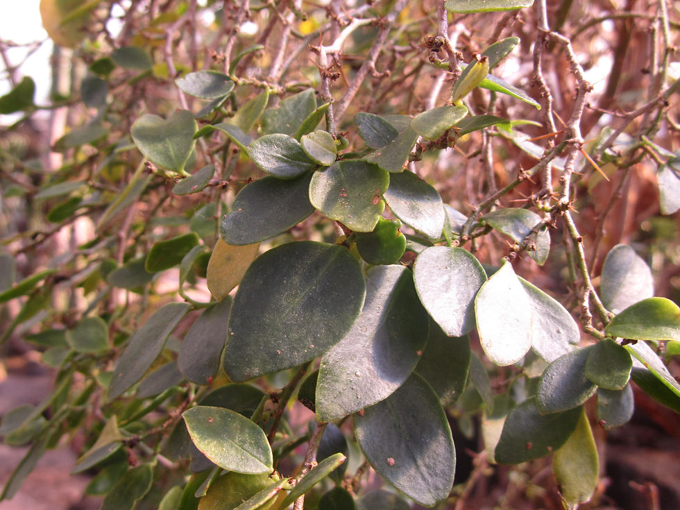 Pereskia weberiana