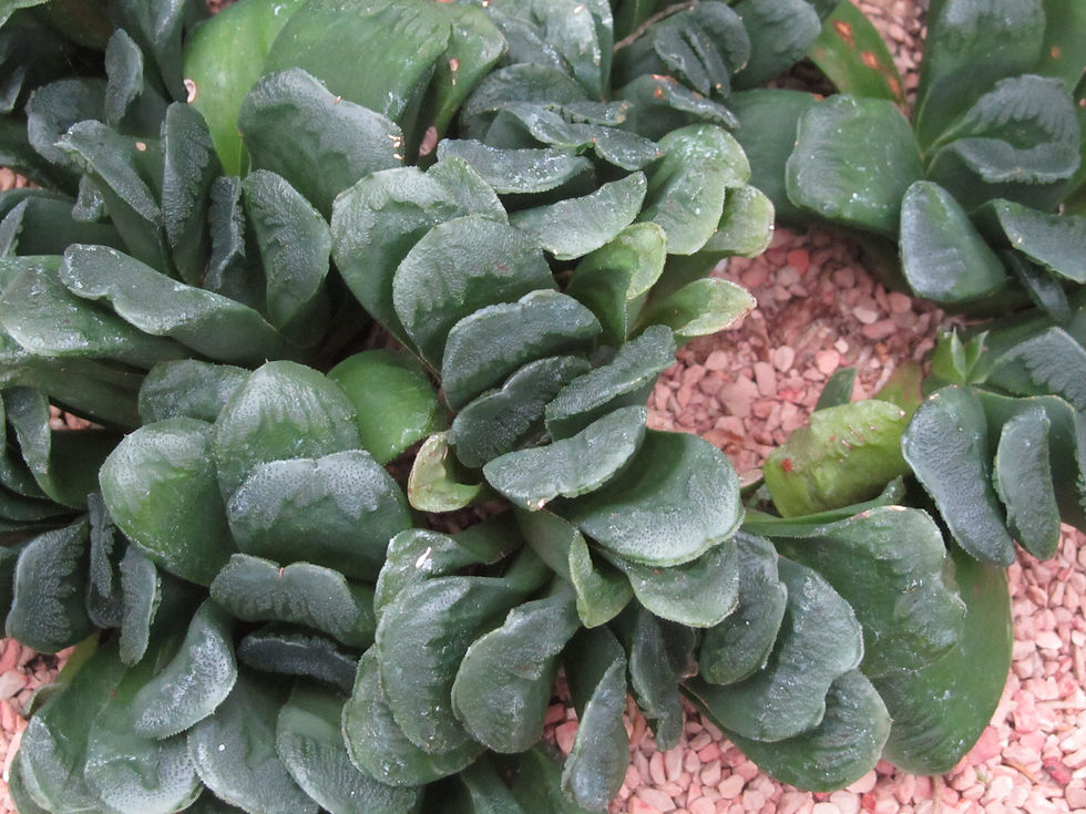 Haworthia truncata