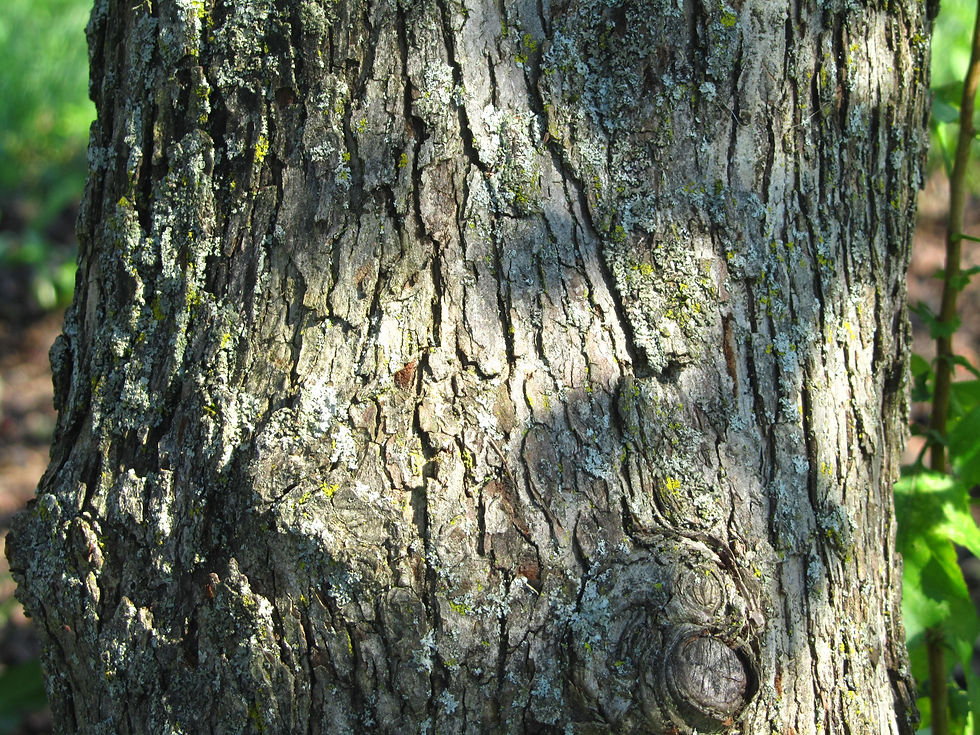 Crataegus x disperma