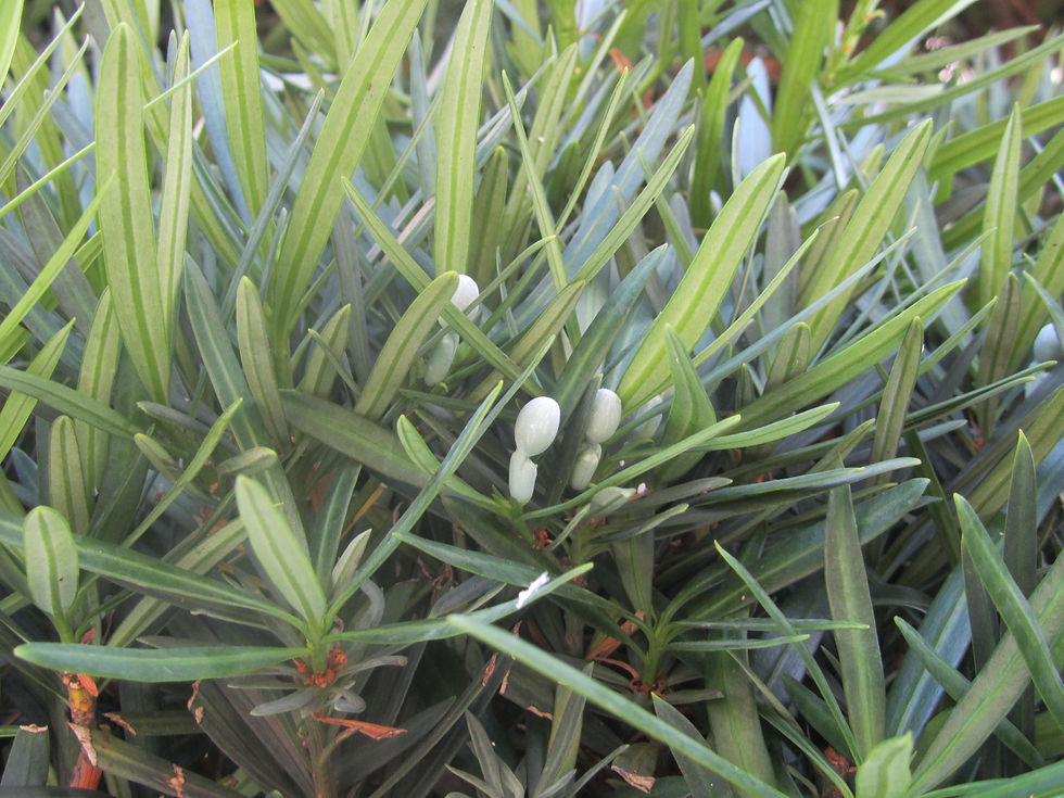 Podocarpus macrophyllus