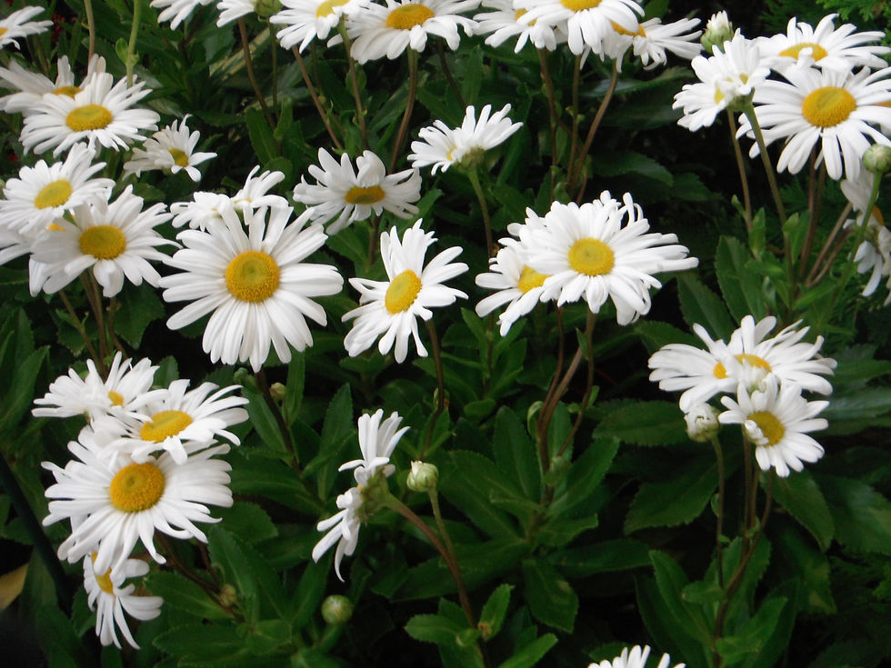 Nipponanthemum nipponicum