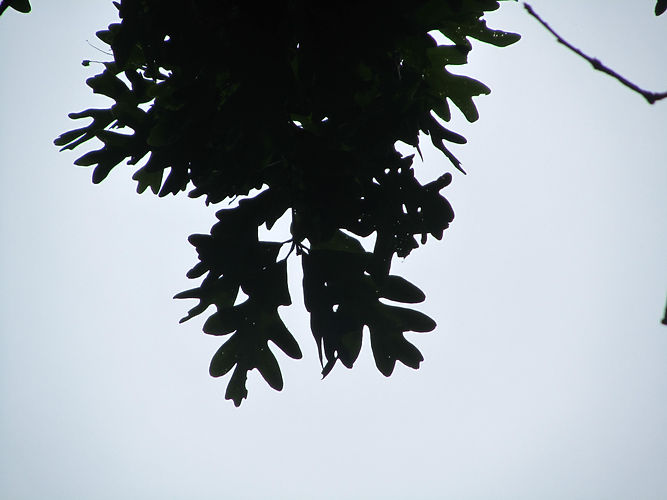 IMG_2203 (Populus tremuloides).jpg