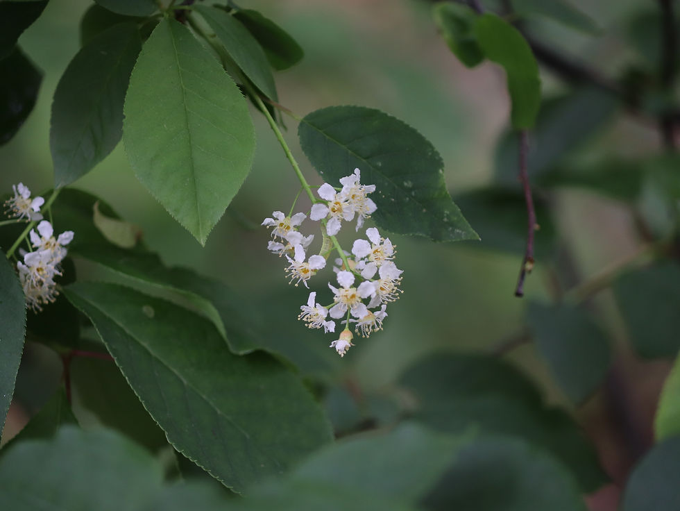 Prunus virginiana