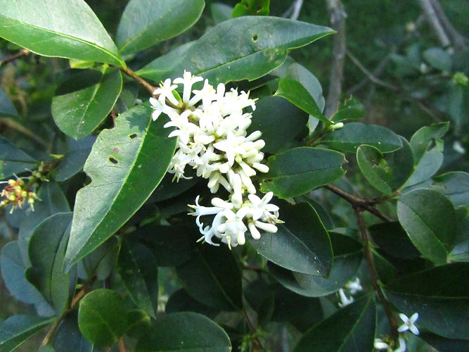 IMG_2203 (Populus tremuloides).jpg