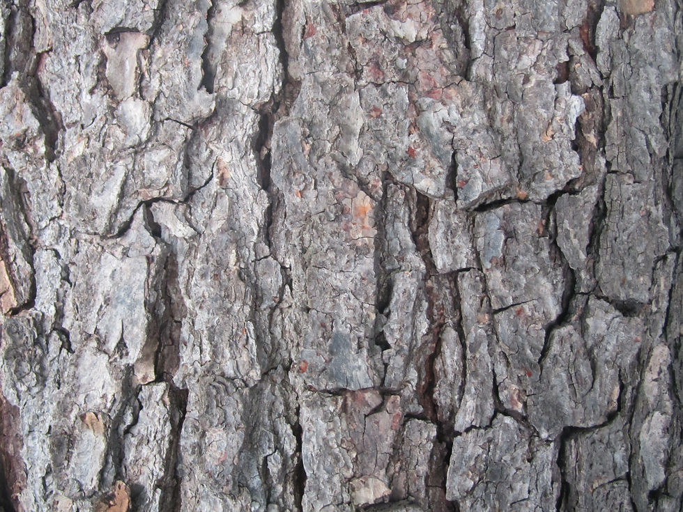 Cassia leptophylla