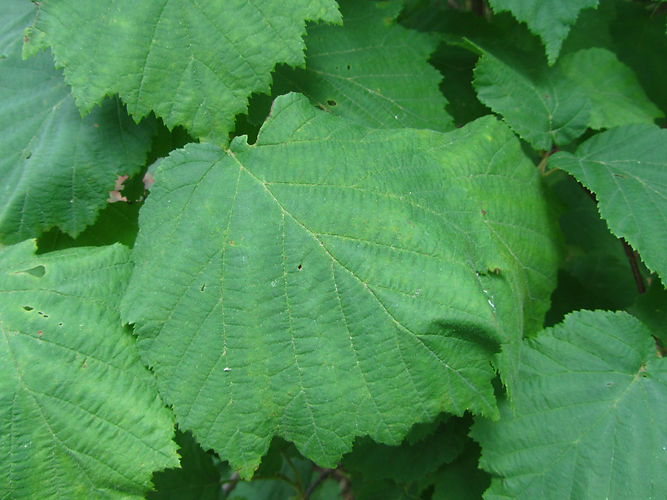 IMG_2203 (Populus tremuloides).jpg
