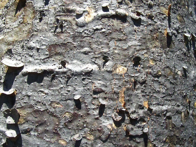 IMG_2203 (Populus tremuloides).jpg