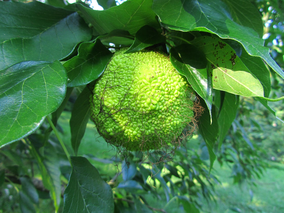 Maclura pomifera