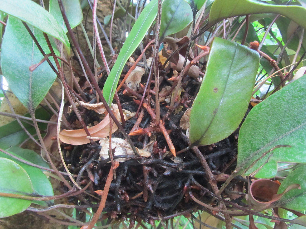 Pyrrosia lingua