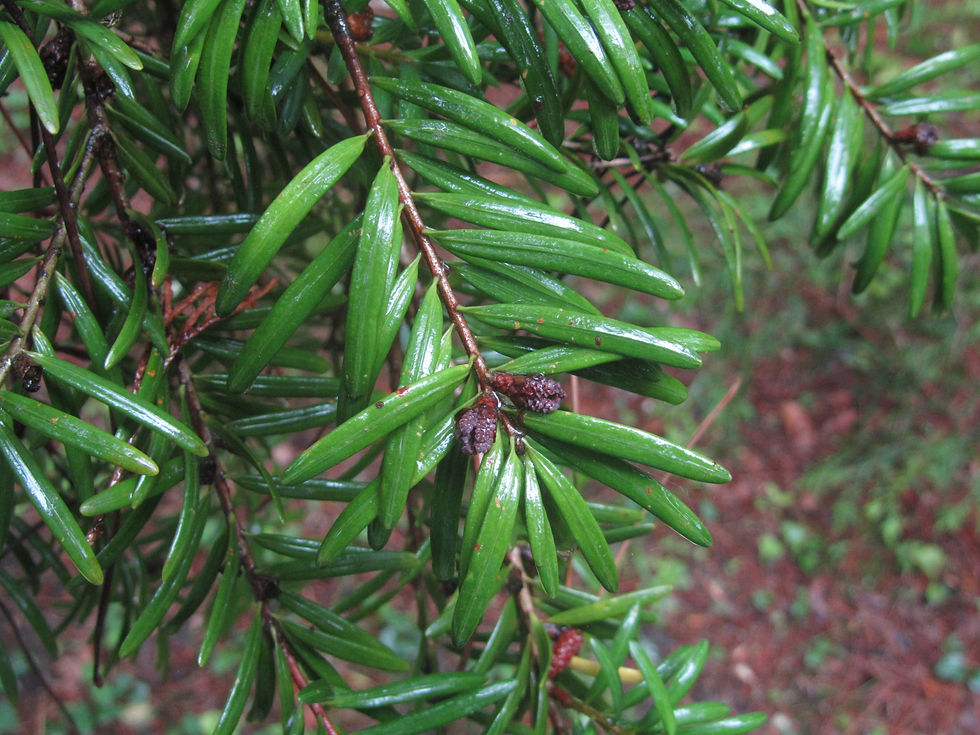 Keteleeria davidiana var. formosana