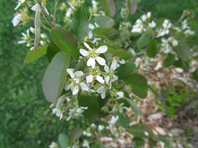 IMG_2203 (Populus tremuloides).jpg