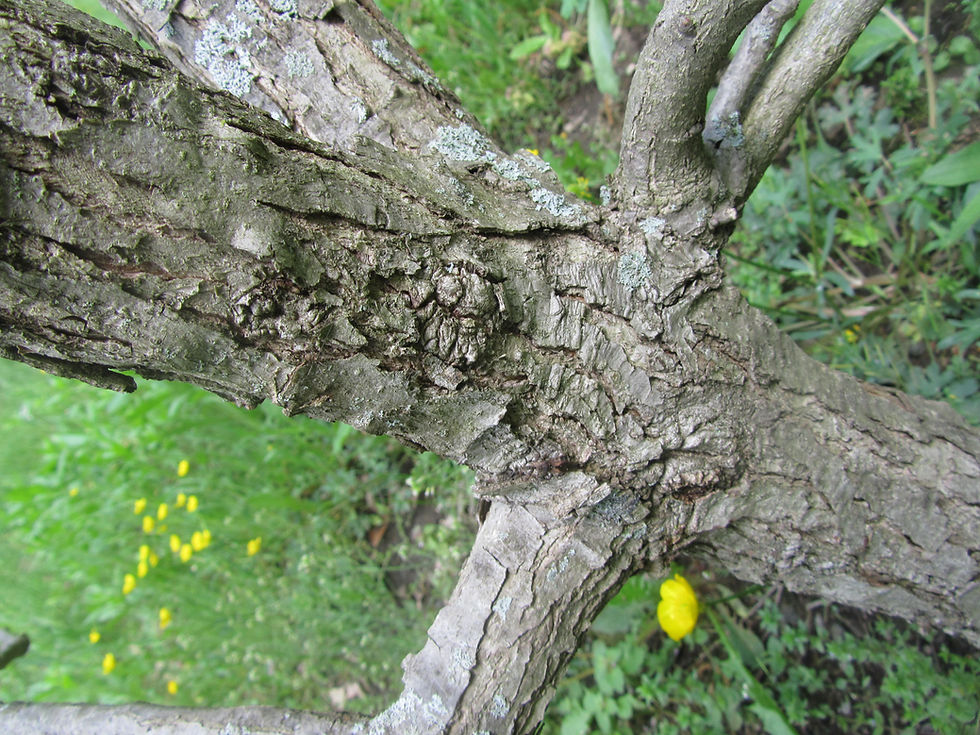 Quercus x megaleia