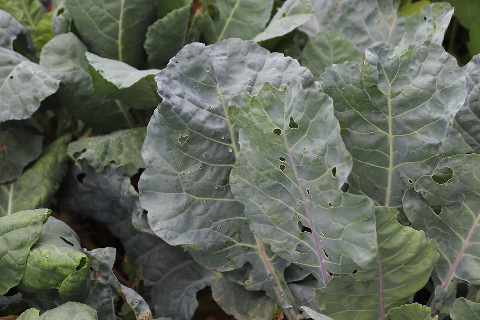 Brassica oleracea