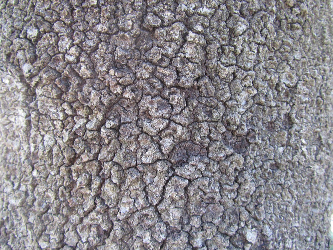 IMG_2203 (Populus tremuloides).jpg