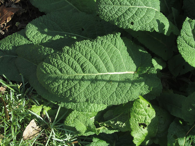 IMG_2203 (Populus tremuloides).jpg