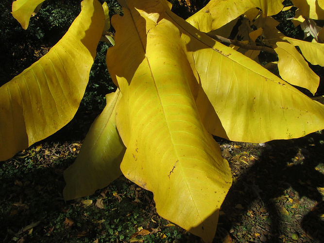 IMG_2203 (Populus tremuloides).jpg