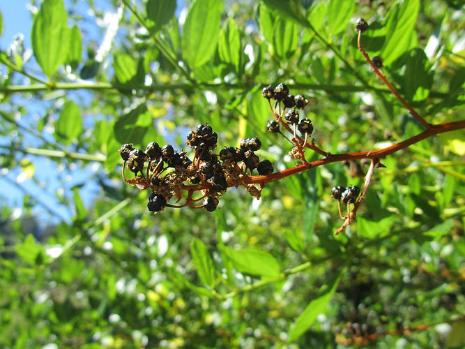 IMG_2203 (Populus tremuloides).jpg