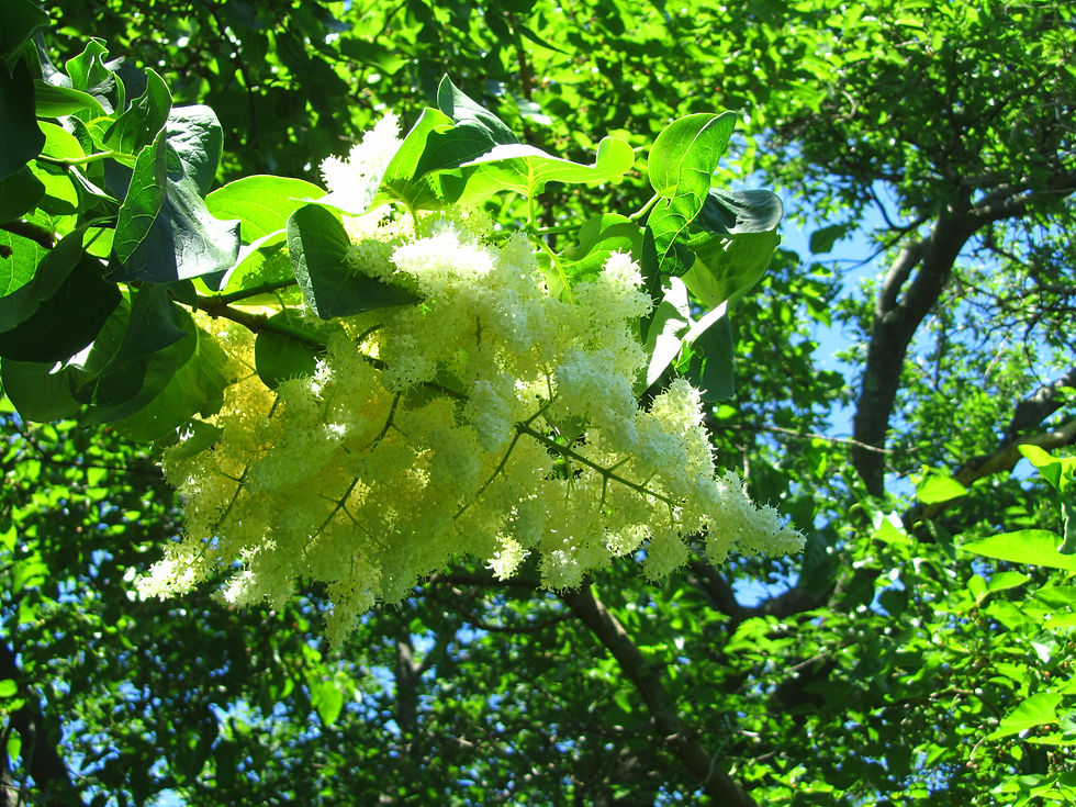 Syringa reticulata