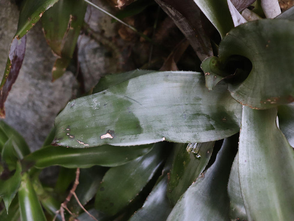 Aechmea miniata