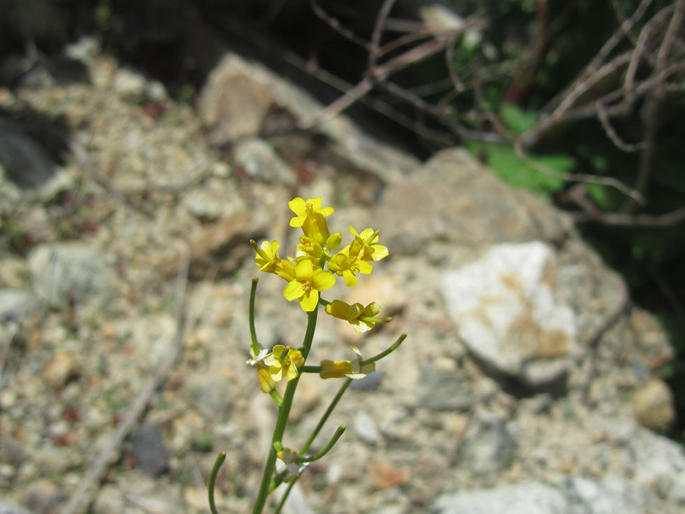 Barbarea verna